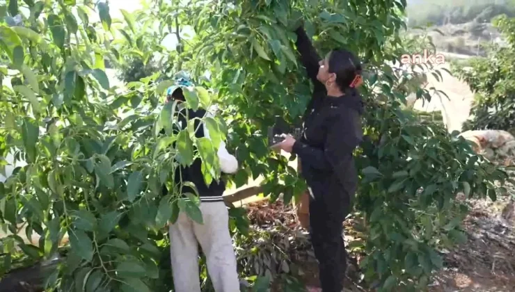 Avokado üreticileri hasat yaptı